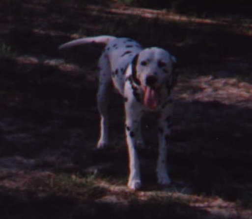 Toby